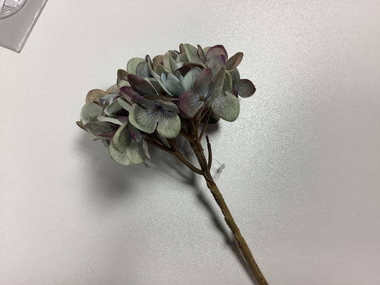 hydrangea blossom